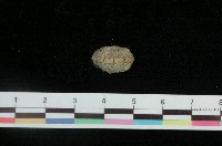 藏品(鬃毛石鱉)的圖片